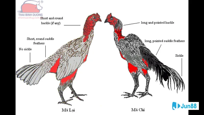 Gà chọi hấp dẫn trong quá trình huấn