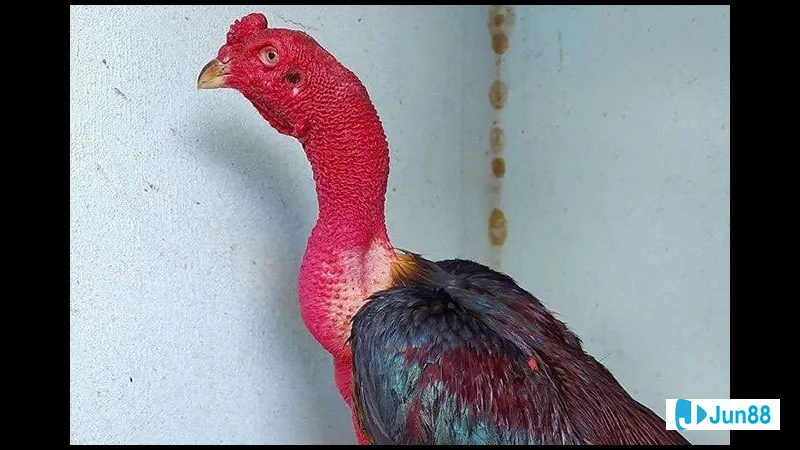 Cổ gà là vũ khí quyết định trong Cổ gà là vũ khí quyết định trong