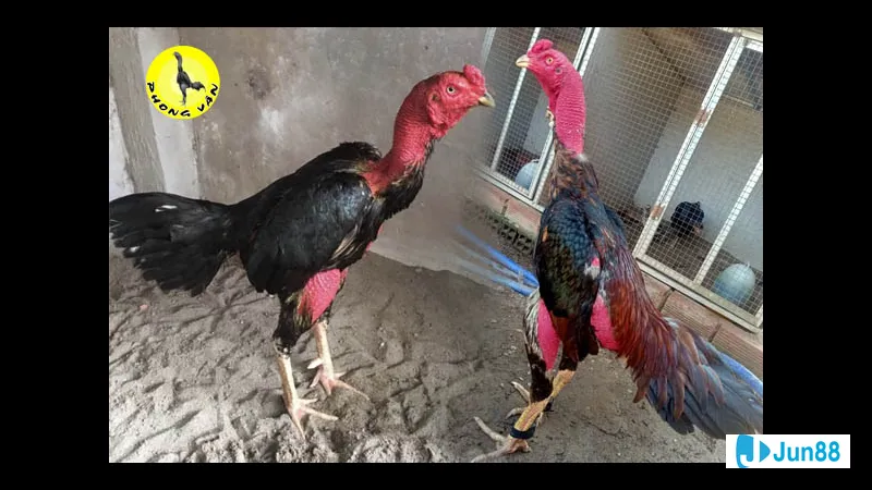 Minh họa cho Những yếu tố ảnh hưởng Minh họa cho Những yếu tố ảnh hưởng