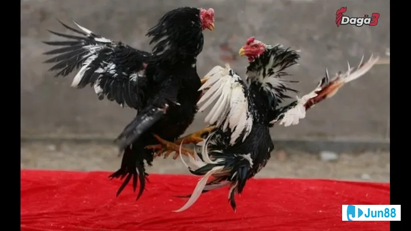 Quy luật di truyền phối màu lông gà