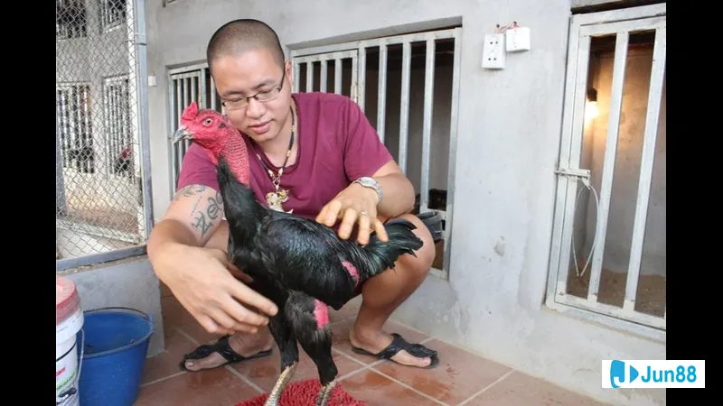 Bí quyết trở thành nài gà chuyên nghiệp