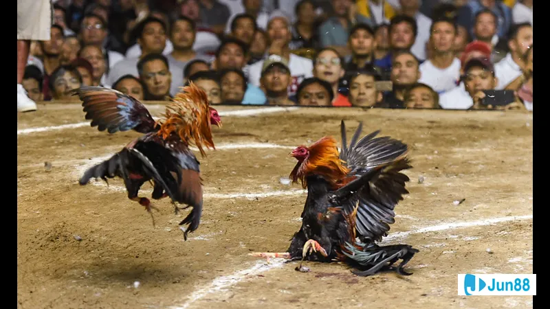 Nhóm nài gà chuyên nghiệp