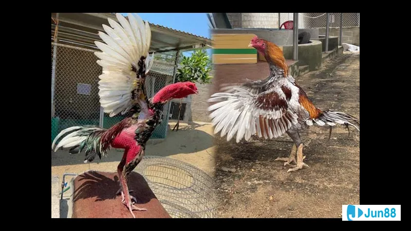 Huấn luyện và chăm sóc gà đá