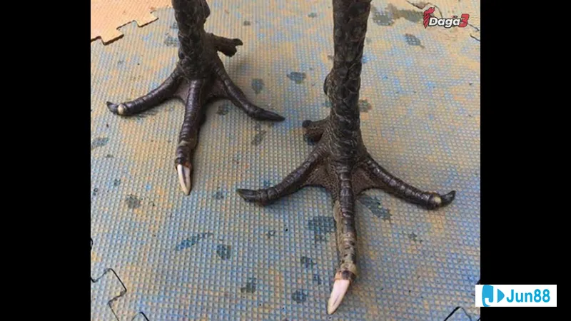 Chế độ ăn uống Chế độ ăn uống