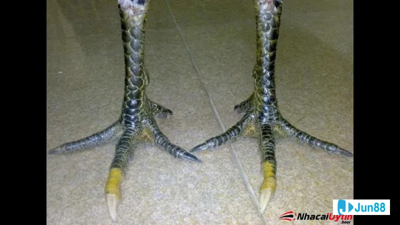 Gà hắc hổ thới nuôi trong điều kiện Gà hắc hổ thới nuôi trong điều kiện