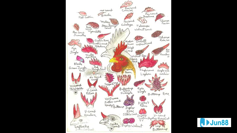 Gà mồng trà sẵn sàng thi đấu