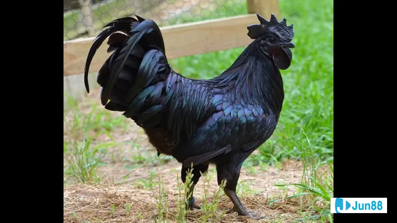 Chiến thuật thi đấu của gà mồng trà