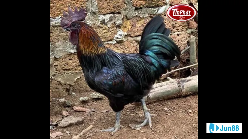 Hướng dẫn nuôi gà mồng trà
