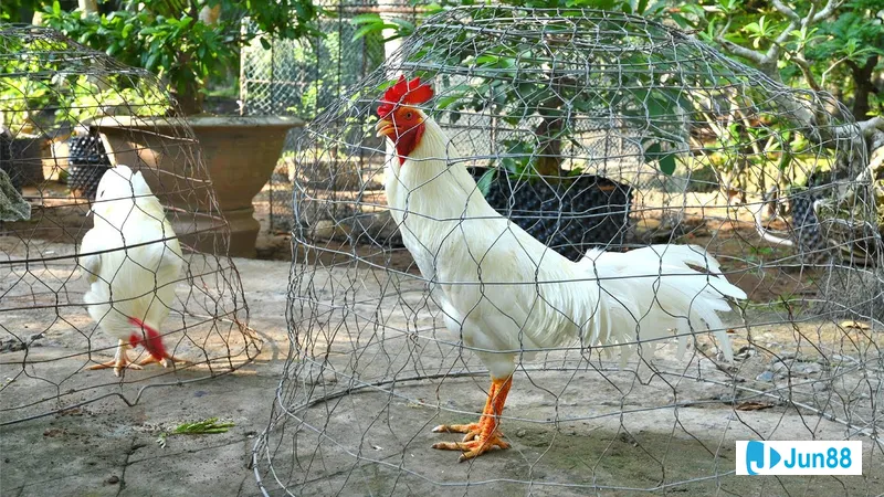 Gà ngoại nhập gây chú ý tại triển