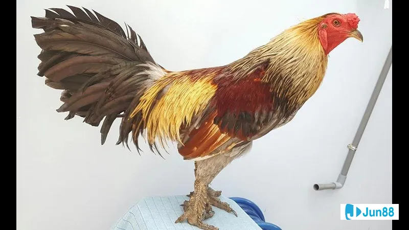 Chân cá với vảy trên nền đất ẩm