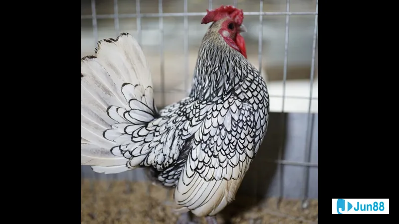 Khoảnh khắc cho thấy chi tiết bộ lông