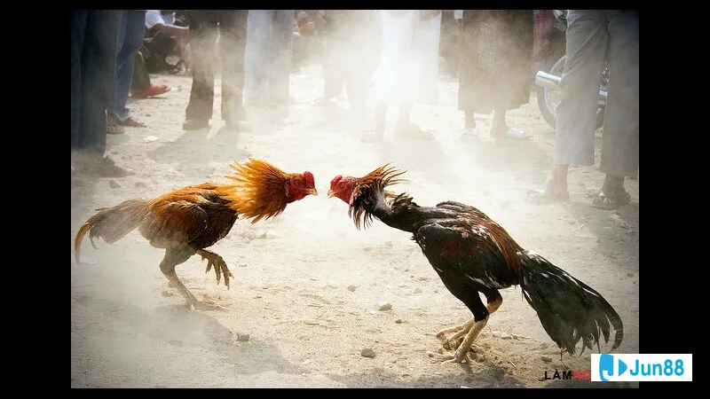 Hai người đàn ông đang chăm chỉ đào Hai người đang chăm chỉ đào