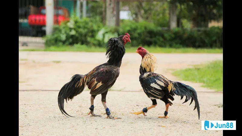 Huấn luyện và chăm sóc gà đá Huấn luyện và chăm sóc gà đá